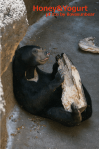 上野動物園　マレーグマ　フジ