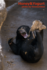 上野動物園　マレーグマ　フジ