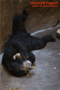 上野動物園　マレーグマ　フジ