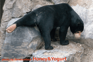 東山動物園　マレーグマ　マーチン