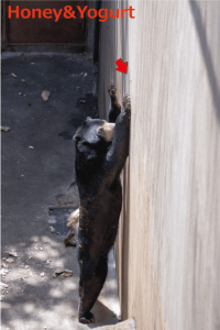 上野動物園　マレーグマ　フジ