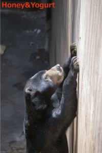 上野動物園　マレーグマ　フジ
