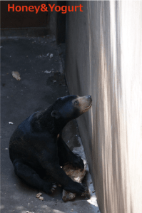 上野動物園　マレーグマ　フジ