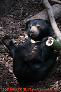 上野動物園 マレーグマ フジ