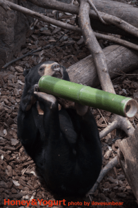 上野動物園 マレーグマ フジ
