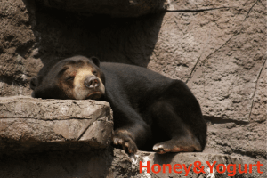 天王寺動物園　マレーグマ　マーズ