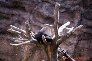 平川動物公園　マレーグマ　アトム