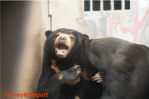 平川動物園　マレーグマ　アトムとウラン
