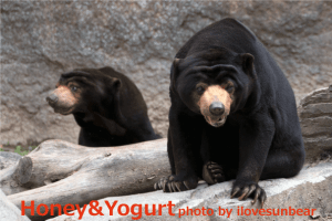 平川動物園　マレーグマ　アトムとウラン