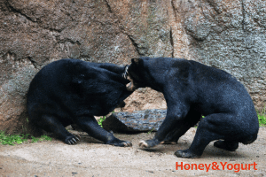平川動物公園　マレーグマ　アトムとウラン