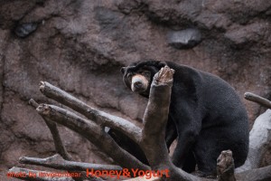 平川動物公園　マレーグマ　アトム