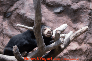 平川動物公園　マレーグマ　ハニイ