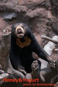 平川動物公園　マレーグマ　ハニイ
