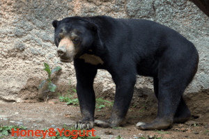 平川動物公園　マレーグマ　ハニイ