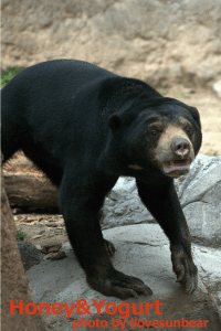 平川動物公園　マレーグマ　ハニイ