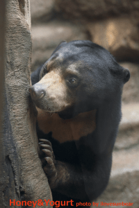 平川動物公園　マレーグマ　ハニイ
