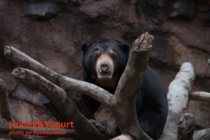 平川動物公園　マレーグマ　ハニイ