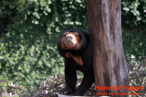 上野動物園　マレーグマ　キョウコ