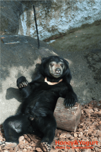 上野動物園 マレーグマ フジ