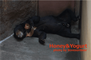 上野動物園 マレーグマ アズマ