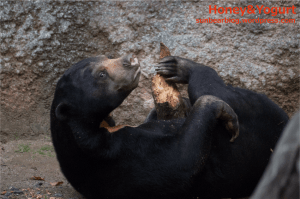 平川動物公園 マレーグマ ハニイ