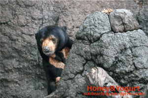 上野動物園　マレーグマ　アズマ