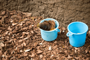 上野動物園　マレーグマ放飼場