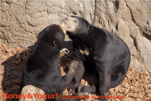 上野動物園　マレーグマ　モモコとウメキチ