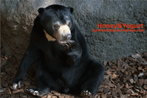上野動物園　マレーグマ　フジ