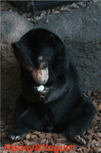 上野動物園　マレーグマ　フジ