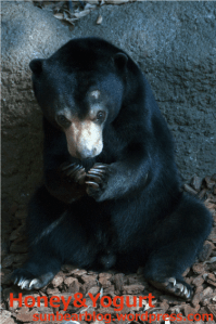 上野動物園　マレーグマ　フジ