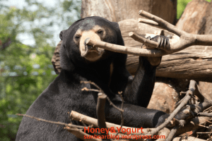 上野動物園 マレーグマ フジ