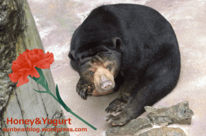 のいち動物公園　マレーグマ　タオチイ