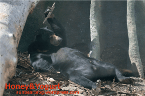 円山動物園　マレーグマ　ウメキチ
