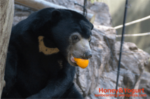 上野動物園　マレーグマ　フジ