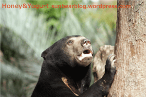 マレーグマ　ウメキチ