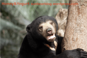 マレーグマ　ウメキチ