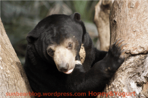 マレーグマ　ウメキチ