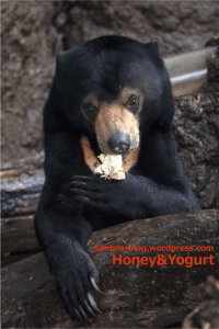 上野動物園　マレーグマ　フジ