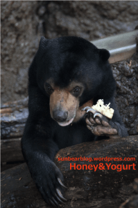 上野動物園　マレーグマ　フジ