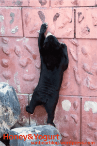 東山動物園　マレーグマ　マーチン