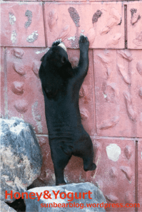 東山動物園　マレーグマ　マーチン