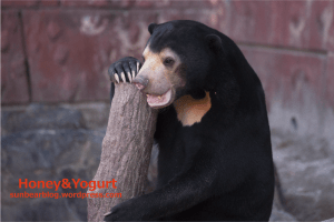 東山動物園　マレーグマ　マーチン