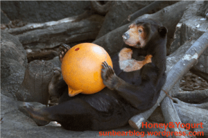 上野動物園　マレーグマ　キョウコ