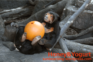 上野動物園　マレーグマ　キョウコ