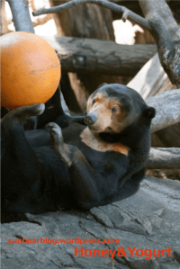 上野動物園　マレーグマ　キョウコ