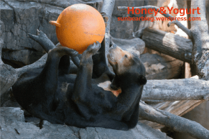 上野動物園　マレーグマ　キョウコ