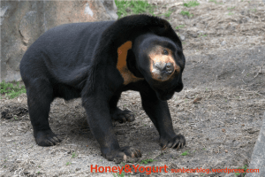 平川動物公園　マレーグマ　ウラン