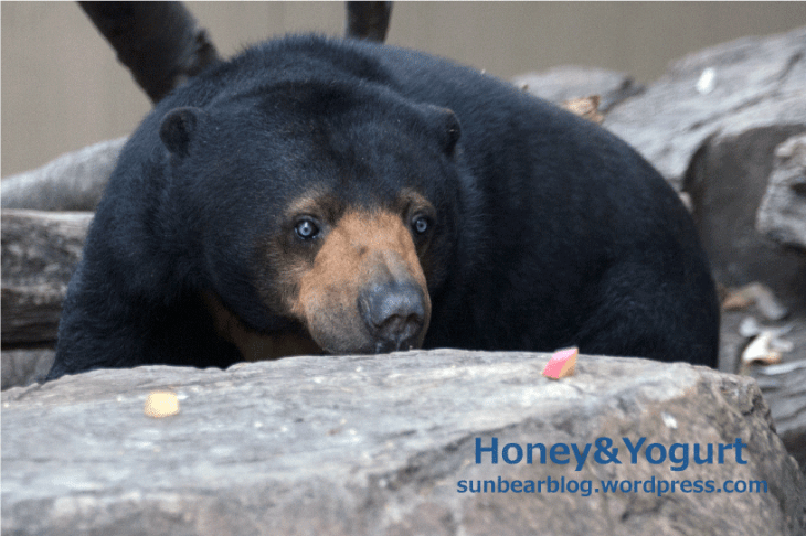 上野動物園　マレーグマ　モモコ