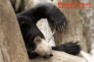 マレーグマ ウメキチ